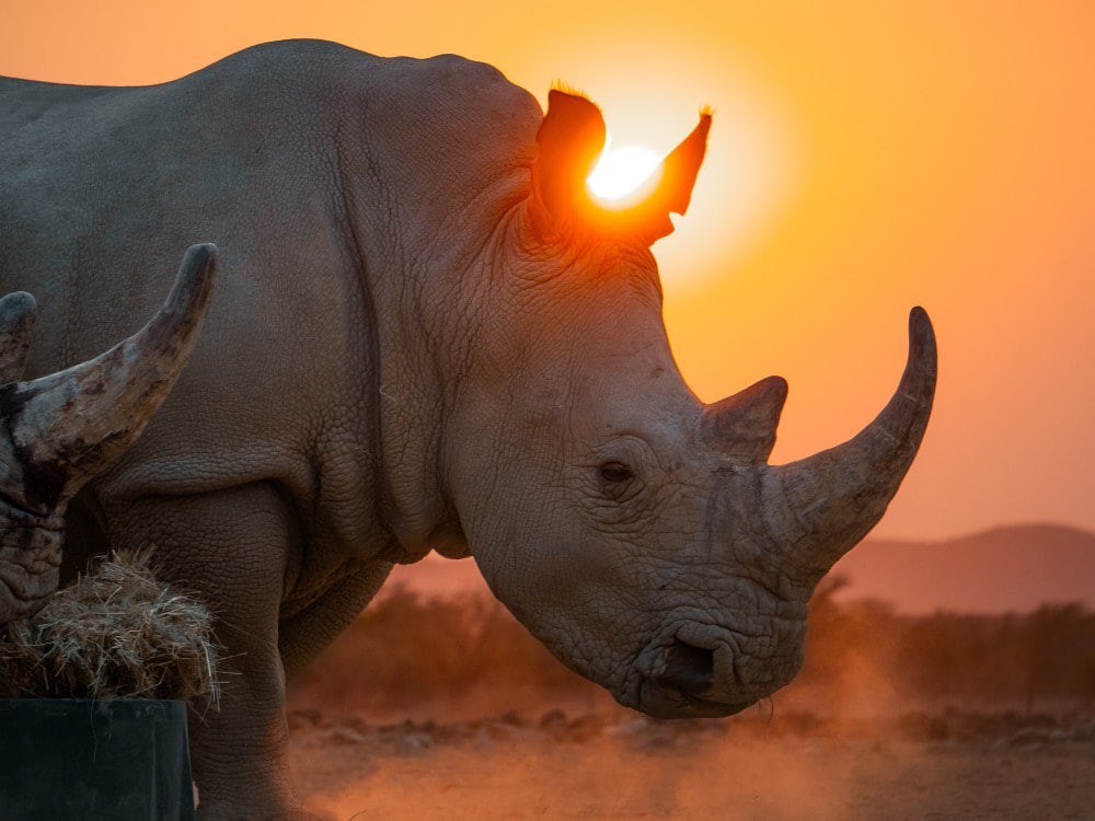 You will get Fast, Proffesional Video Editing